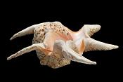 lambis chiragra 12-20121744